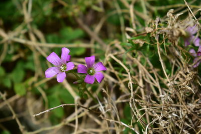 Close-up of purple flowering plant on field