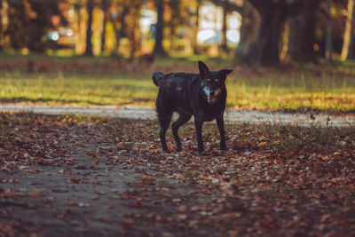 Portrait of dog on field