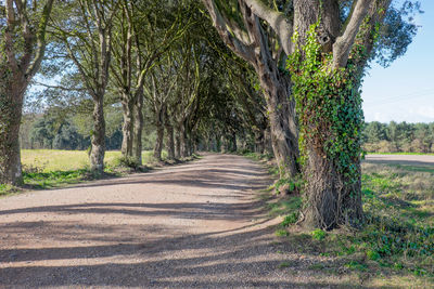 Road amidst trees in forest