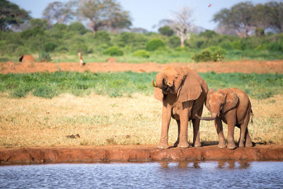 Elephant in a horse