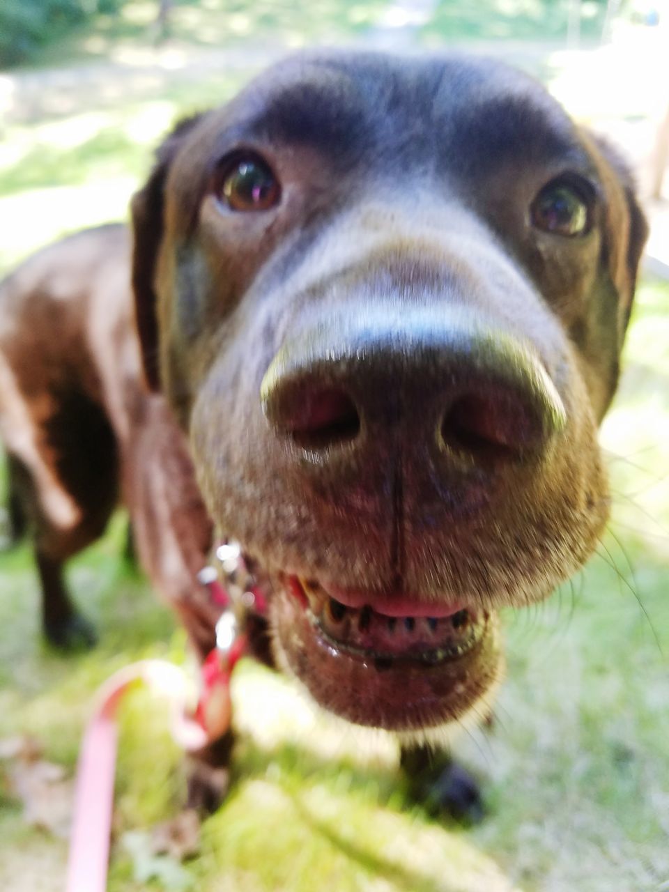 PORTRAIT OF A DOG