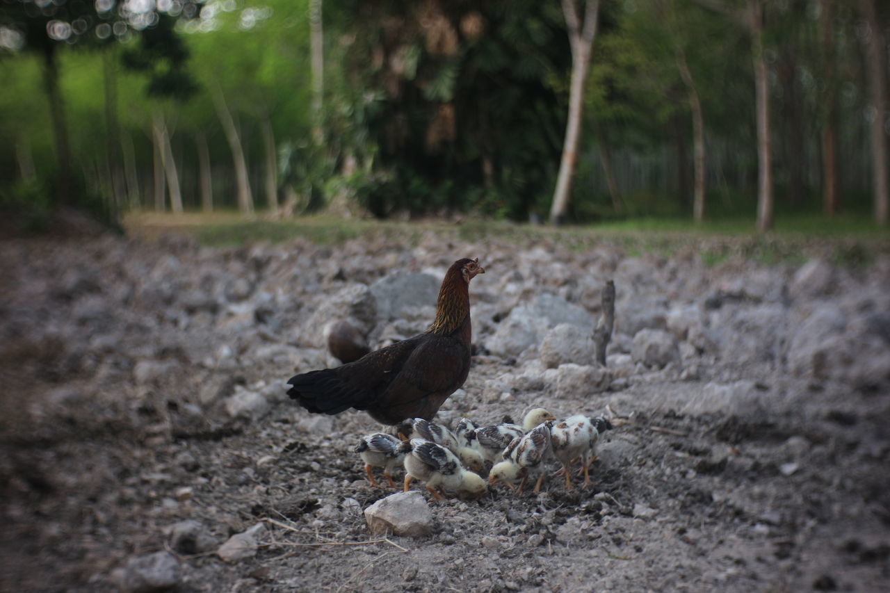 BIRD ON A LAND