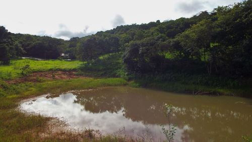 Scenic view of forest against sky