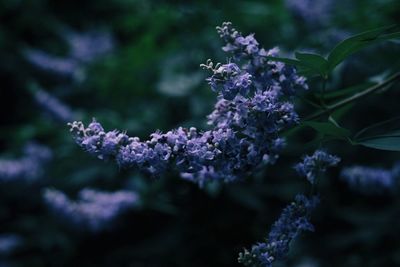 Close-up of purple flowers blooming outdoors