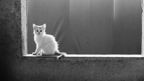 Portrait of white cat sitting on wall