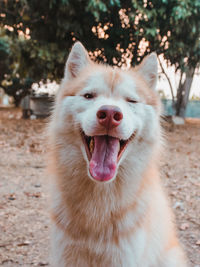 Portrait of siberian husky dog.siberian husky is sitting on the ground of grass.it so cute.