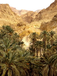 Palm trees on landscape against mountain range