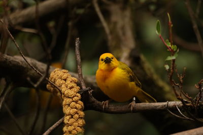 Close-up of bird perching on branch