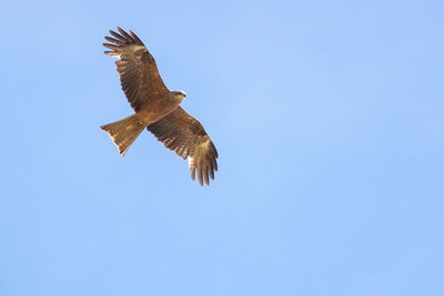 Low angle view of eagle flying in sky