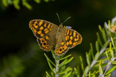 Butterfly pollinating flower