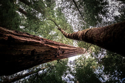 Low angle view of trees in forest