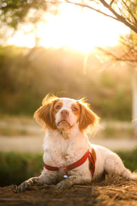 Portrait of dog sitting outdoors