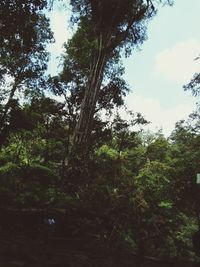 Low angle view of trees in forest against sky