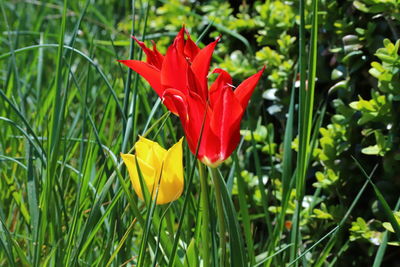 Close-up of red tulip flower in field