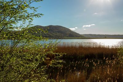 Scenic view of lake by trees against sky