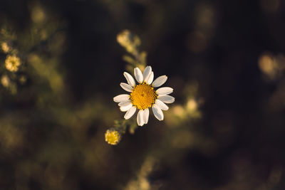 Close-up of yellow flower blooming outdoors