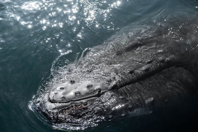 High angle view of turtle in sea