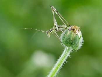 Close-up of insect on plant