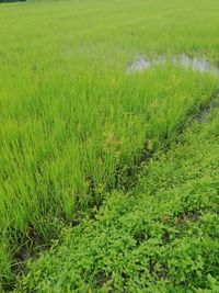 Scenic view of agricultural field