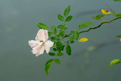 Close-up of white flowering plant