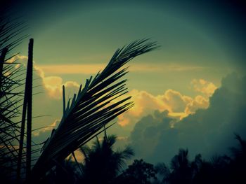 Low angle view of palm trees against cloudy sky