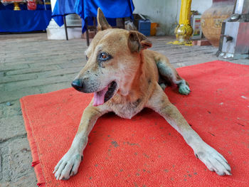 Dog relaxing on sofa