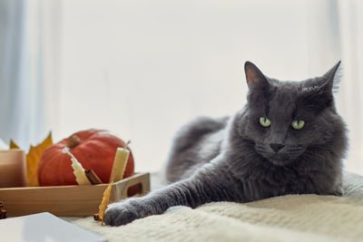 Cozy autumn atmosphere. a cute gray cat lies next to candles and a kettle of hot tea 