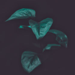 Close-up of flower against black background