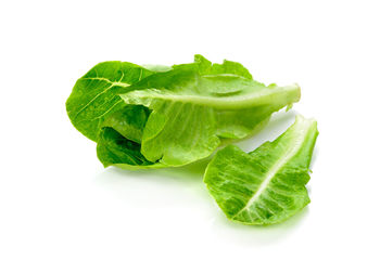 High angle view of green leaf on white background