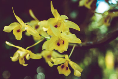 Close-up of yellow flower