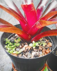 Close-up of plant