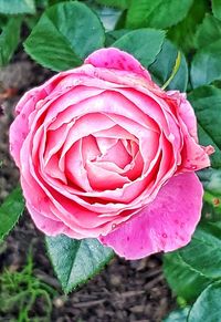 Close-up of pink rose