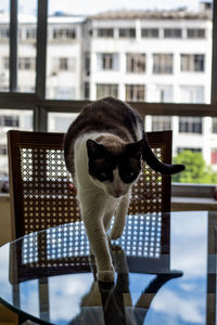 Portrait of cat looking at window