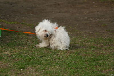 Portrait of white dog on field