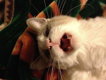 Close-up portrait of a cat