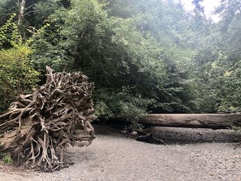 Stack of logs in forest