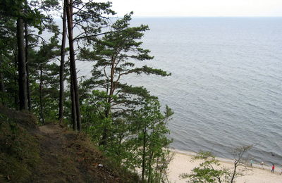 Trees on landscape against sky