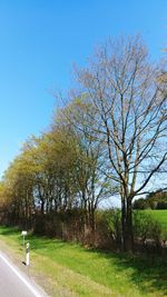 Trees on field against clear sky