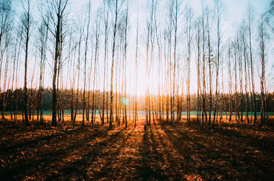 Scenic view of trees on field against sky at sunset