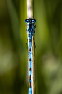 Close-up of dragonfly on leaf