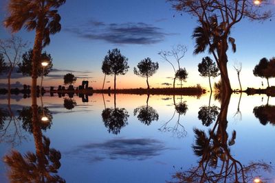 Palm trees at sunset