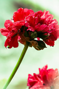 Close-up of red flowering plant