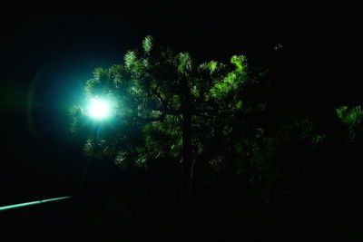 Low angle view of trees in forest at night