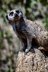 Close-up of an animal sitting on rock