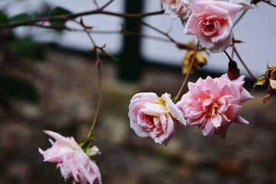 Close-up of pink cherry blossom