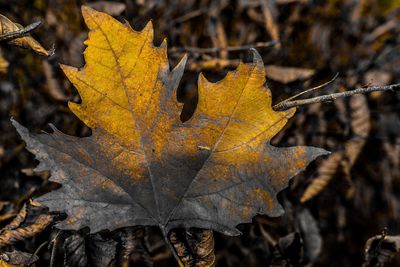 Close-up of dry maple leaves on road