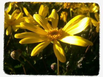 Close-up of yellow flower