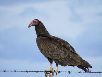 Bird perching on barbed wire against sky