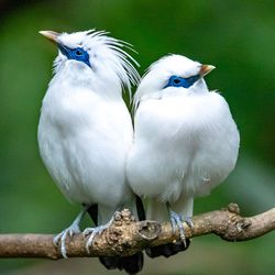 Close-up of birds perching on branch