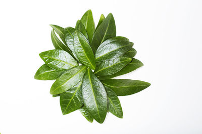 Close-up of plant against white background